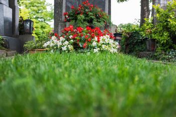 Garten mit Rasenfläche und blühenden Pflanzen