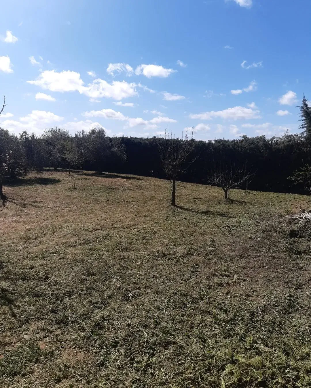 Un campo de hierba seca y árboles con un cielo azul al fondo.