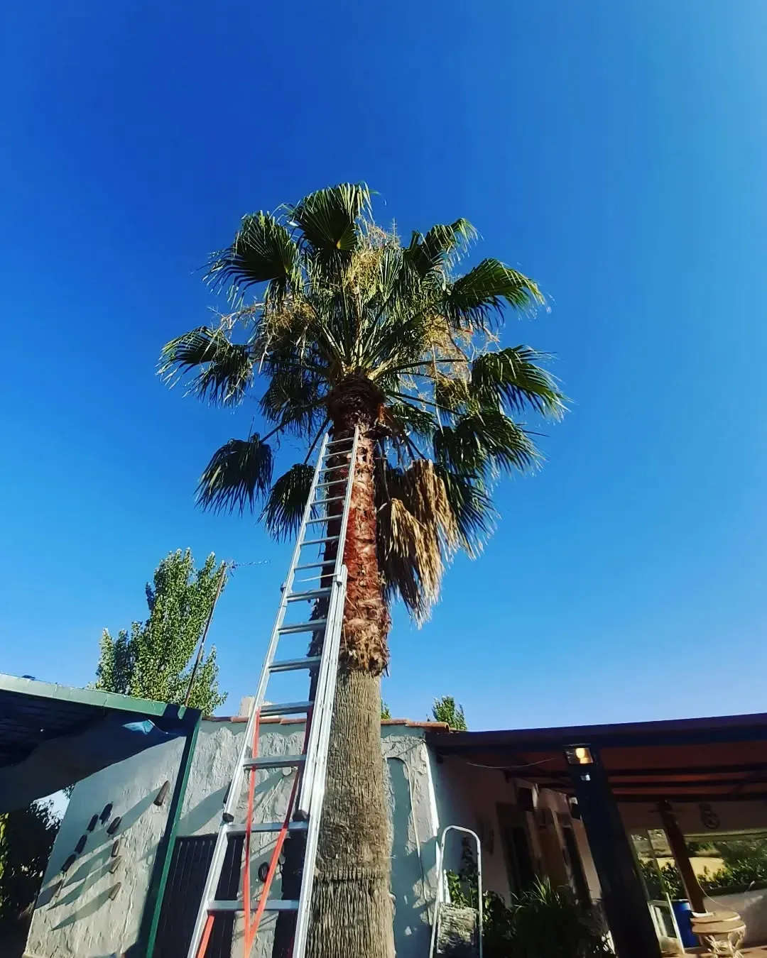 Una palmera en un campo con un cielo azul de fondo.
