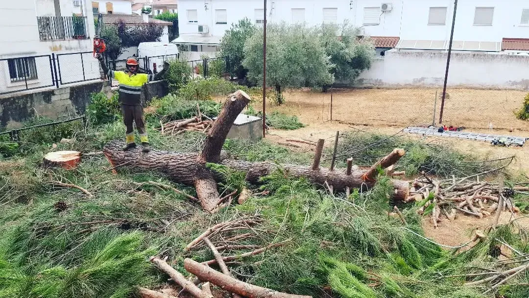 Un gran limonero en un patio trasero con un baño en primer plano.