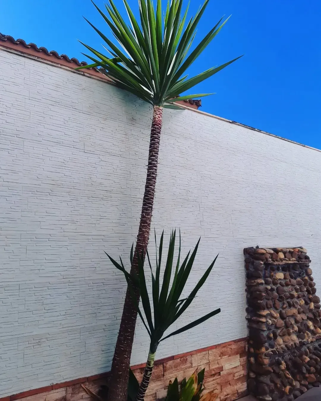 Una casa con muchos arbustos delante de ella.