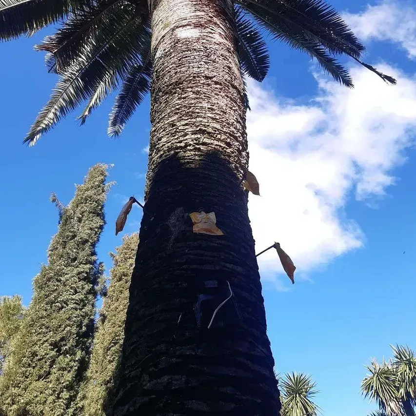 Una palmera con un cielo azul al fondo.