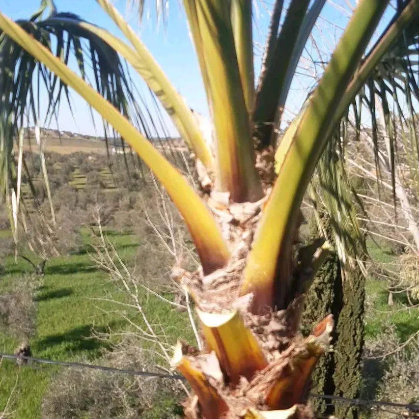 Una palmera en un campo con un cielo azul de fondo.