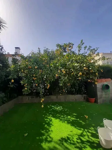 Un gran limonero en un patio trasero con un baño en primer plano.