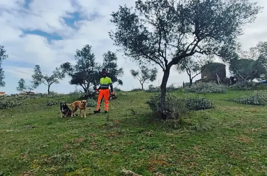 Un hombre está parado en un campo con dos perros.