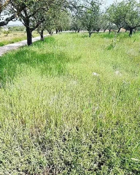 Un campo de hierba alta con árboles al fondo.
