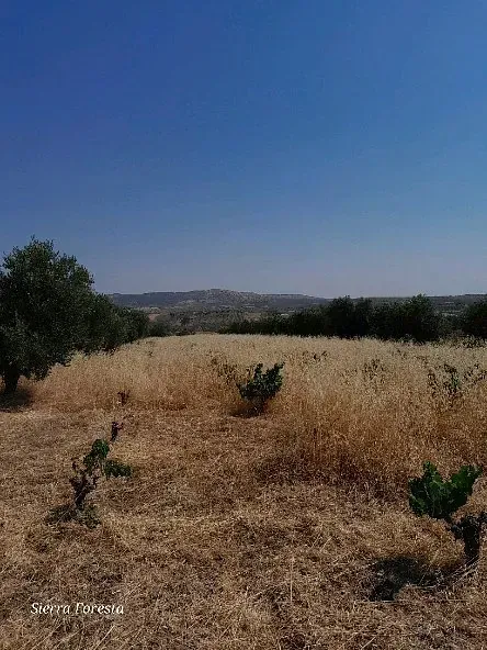 Un campo de hierba seca y árboles con un cielo azul al fondo.