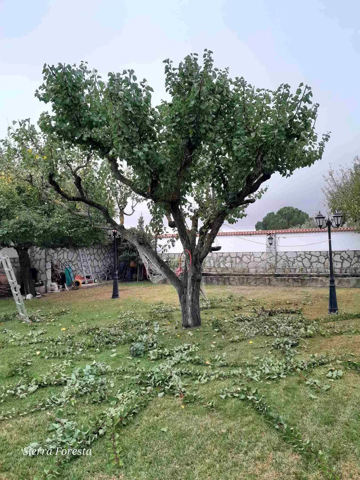 Un árbol en un patio con muchas hojas.