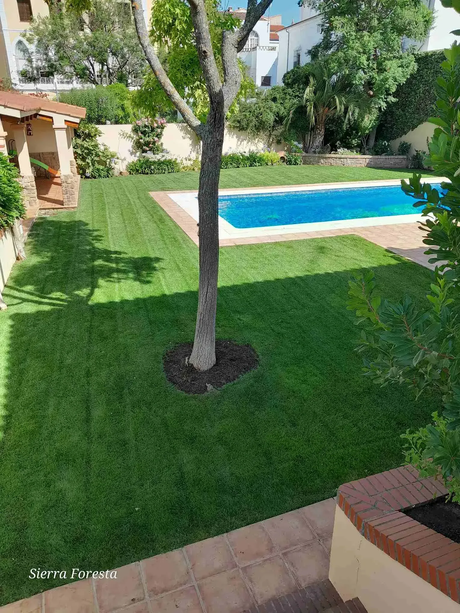 Un gran césped con un árbol en el medio y una piscina al fondo.
