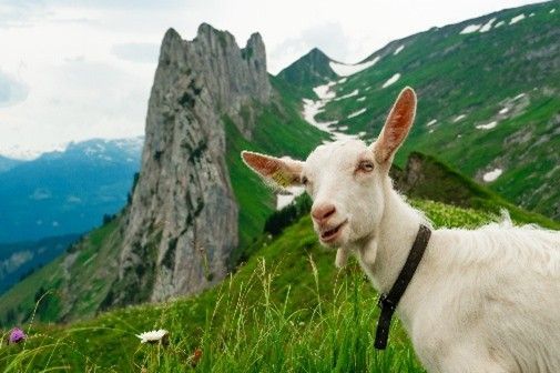 Weiße Ziege auf grüner Almwiese mit felsigen Berggipfeln im Hintergrund