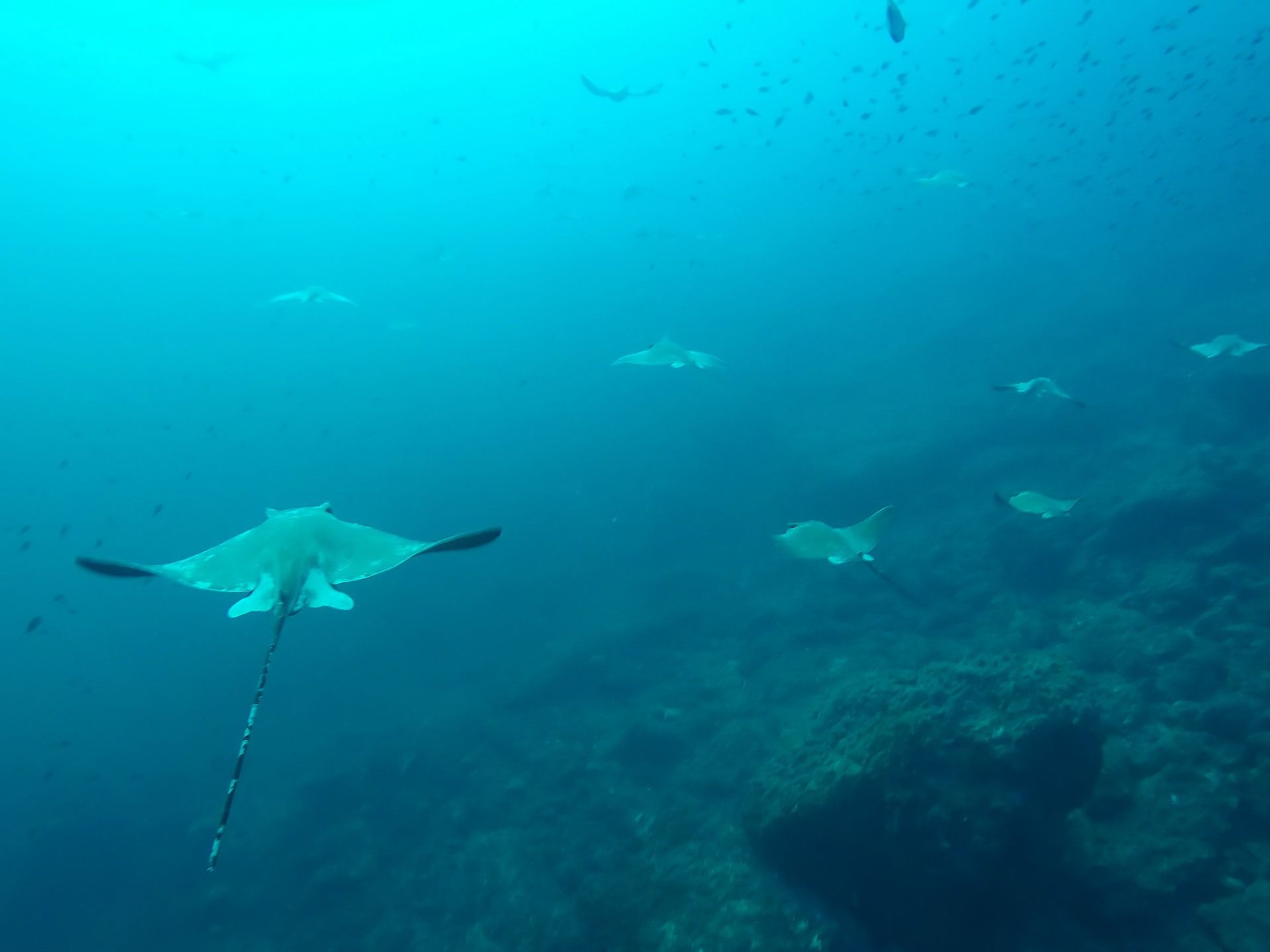 Dos mantarrayas nadando bajo el agua en un océano azul cristalino sobre un arrecife rocoso.
