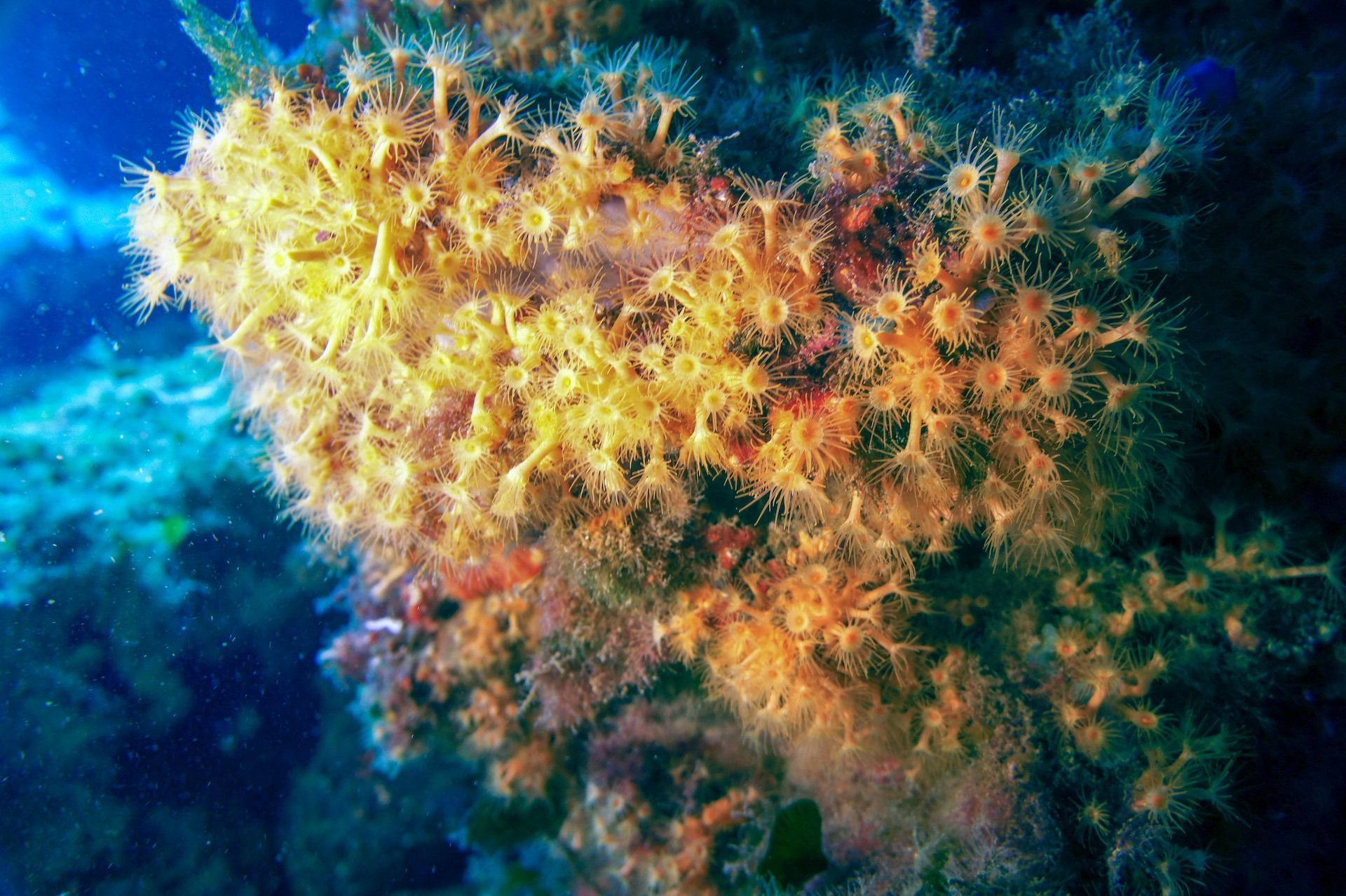 Coral amarillo anaranjado contra el azul del agua del océano.