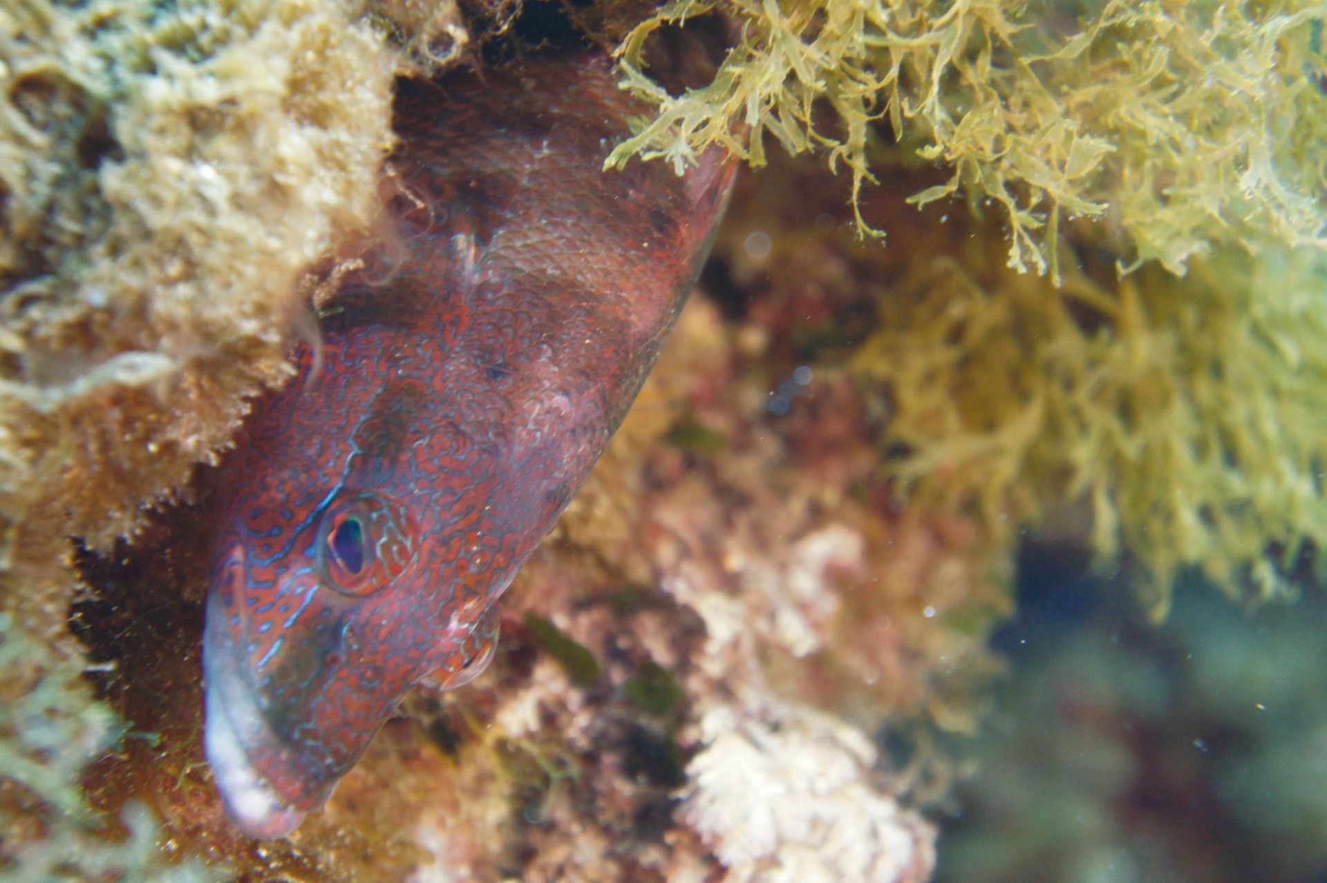Peces asomándose desde una grieta rocosa de coral bajo el agua, con escamas de color rojo púrpura y algas a su alrededor.