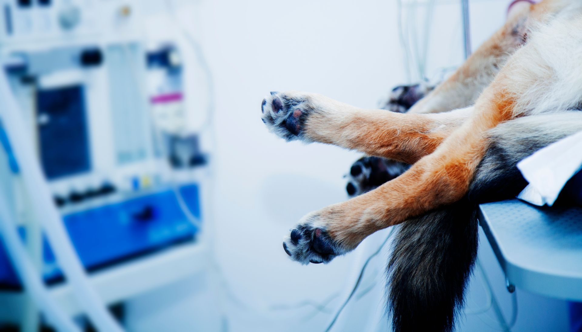 Kleiner weißer Hund liegt auf einem blauen Tierarzttisch, Sauerstoffschlauch in der Nähe seines Mauls.