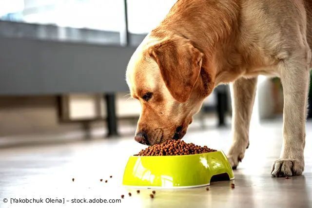 Ein gelber Labrador frisst aus einem leuchtend grünen Hundenapf auf dem Küchenboden.