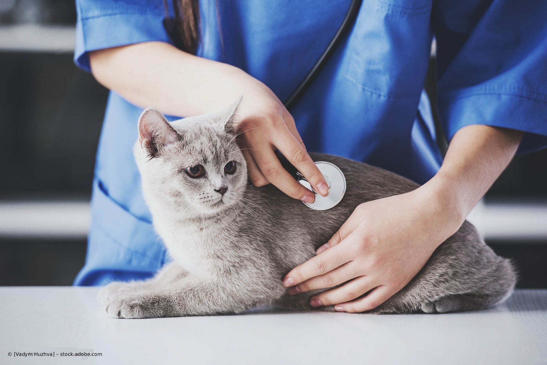 Eine graue Katze in einem blauen Hemd wird auf einem Tisch von Händen gestreichelt.