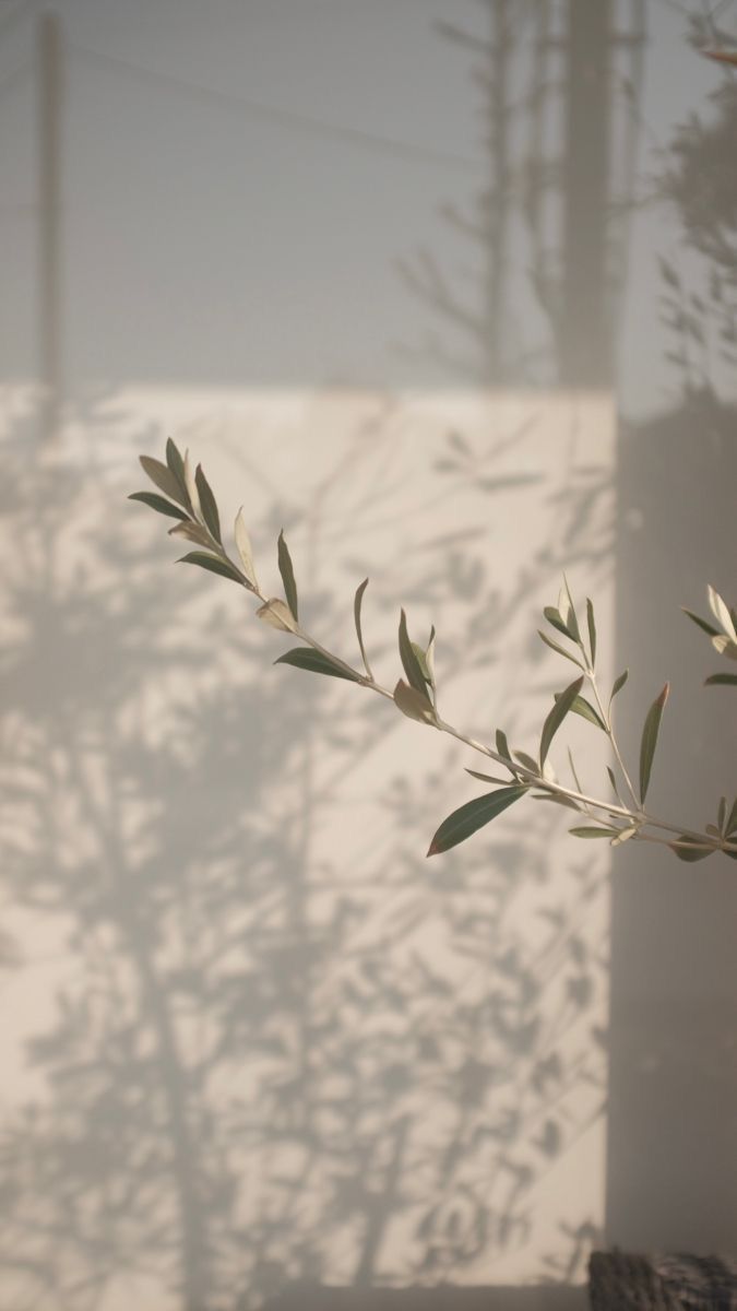 Un primer plano de una rama de árbol con hojas contra una pared blanca.