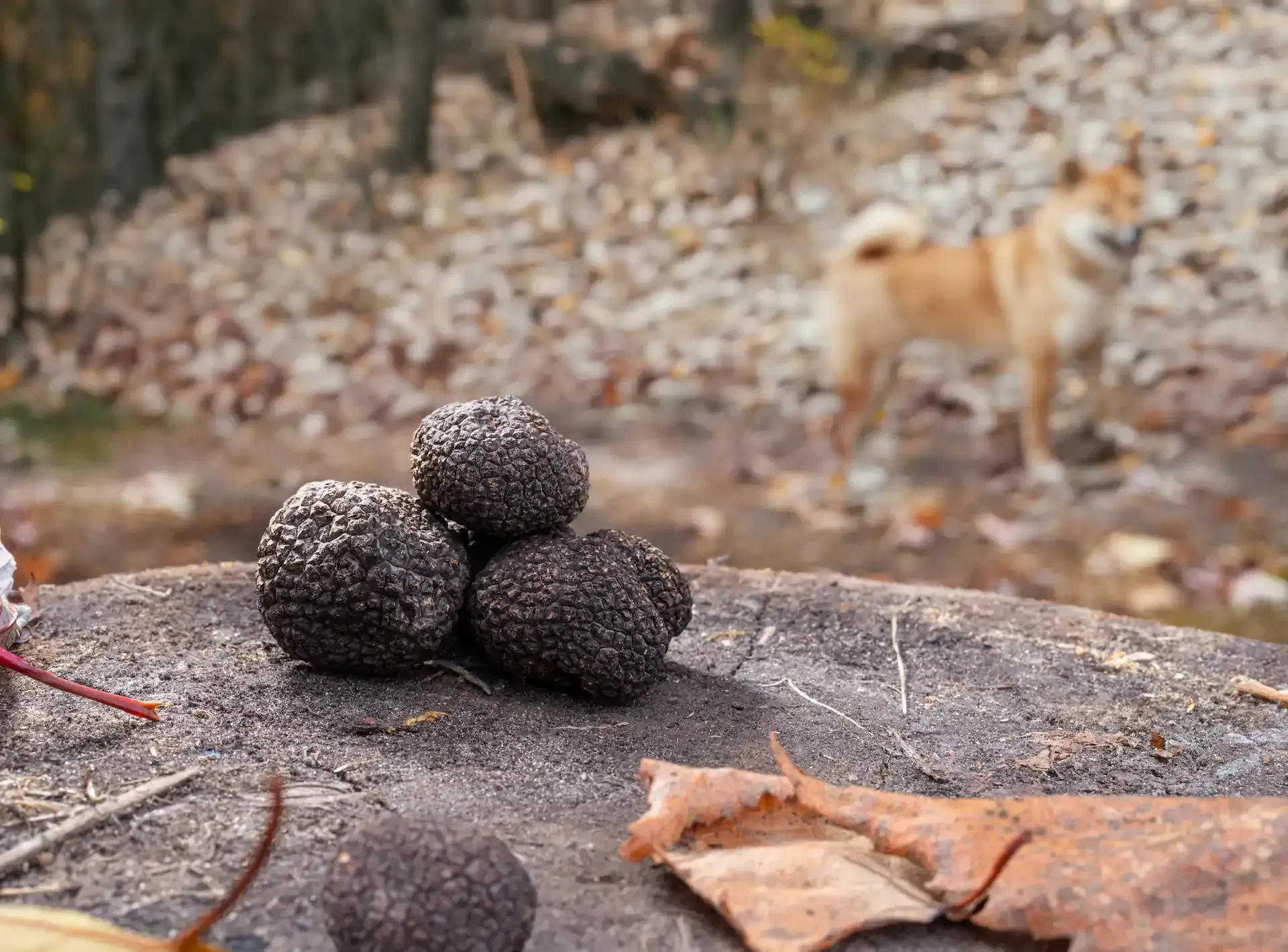Trufas negras en un tocón de árbol con un perro en el fondo borroso, follaje otoñal.