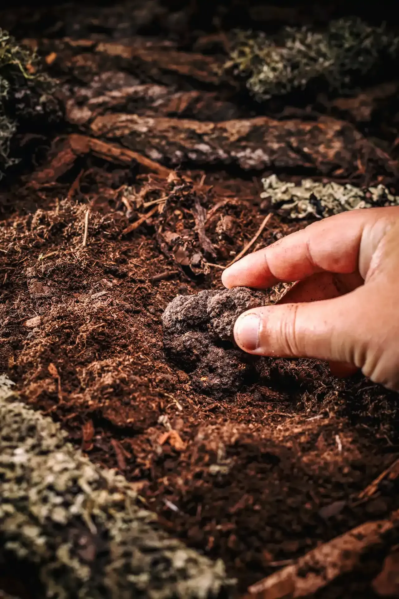 Mano sosteniendo una pequeña trufa oscura hecha con tierra y virutas de madera.