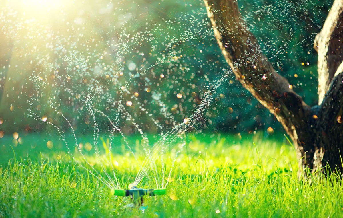 Sprinkler en fonctionnement dans un jardin avec un arbre