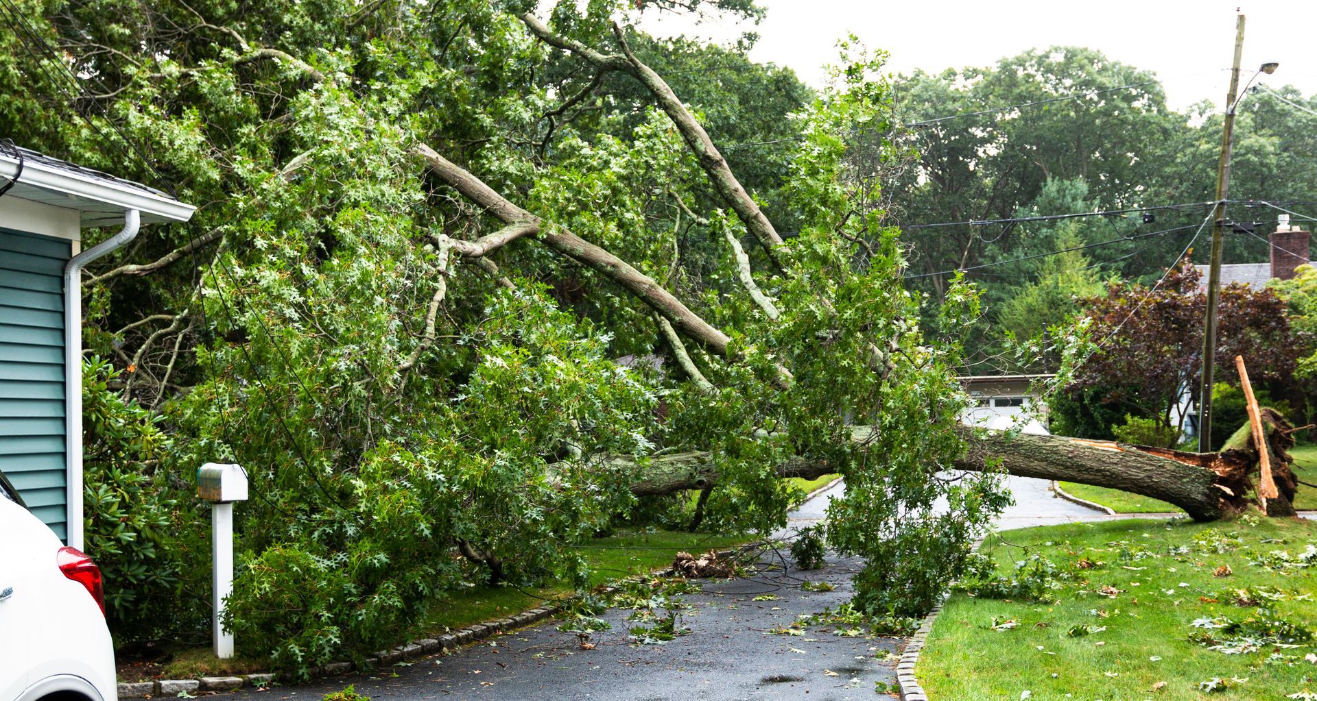 Un arbre tombé bloque l'allée d'une maison, des débris sont éparpillés. Des feuilles et des branches jonchent le sol.