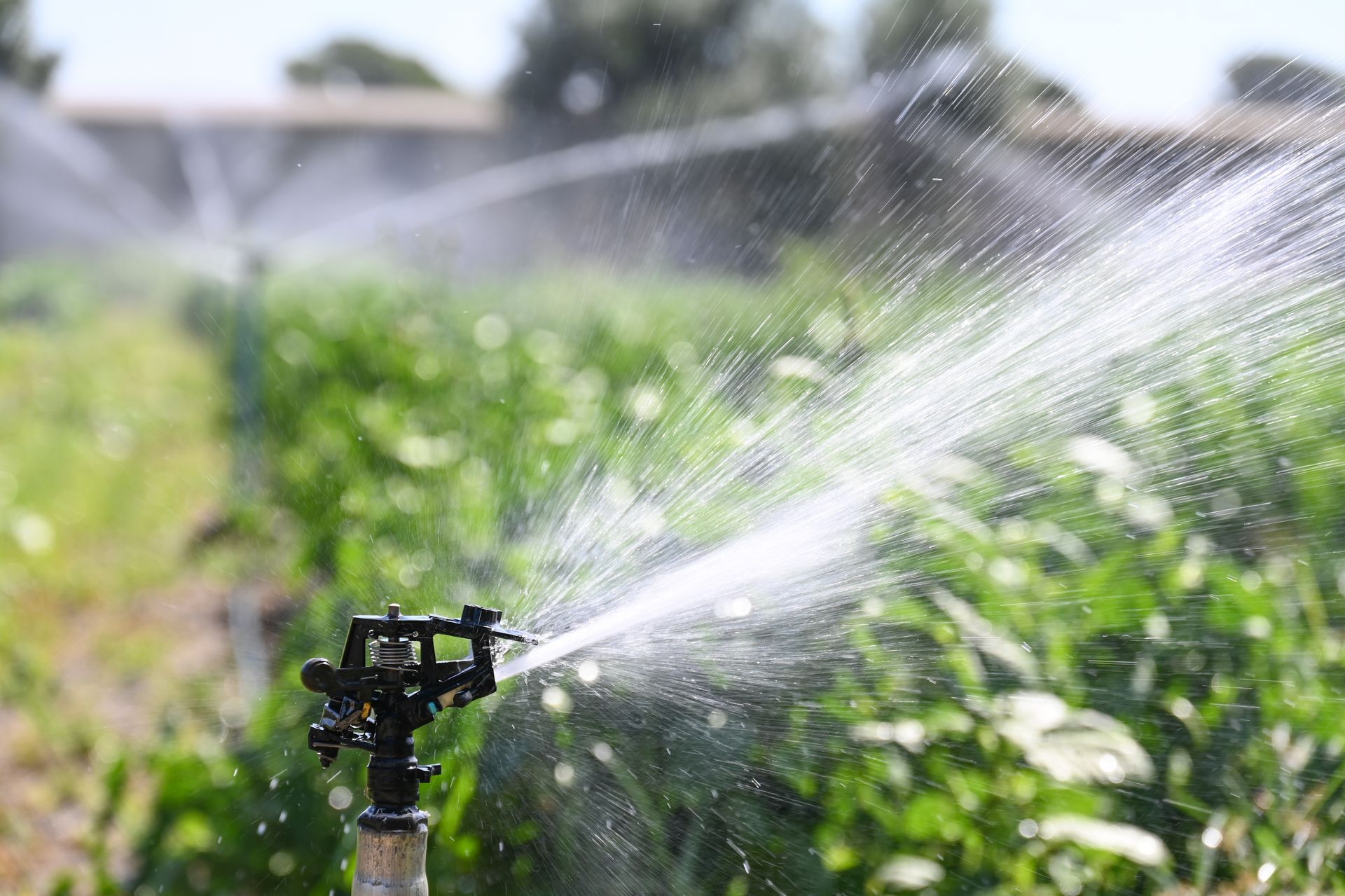 Un arroseur projette de l'eau sur un jardin verdoyant et luxuriant, baigné de soleil.