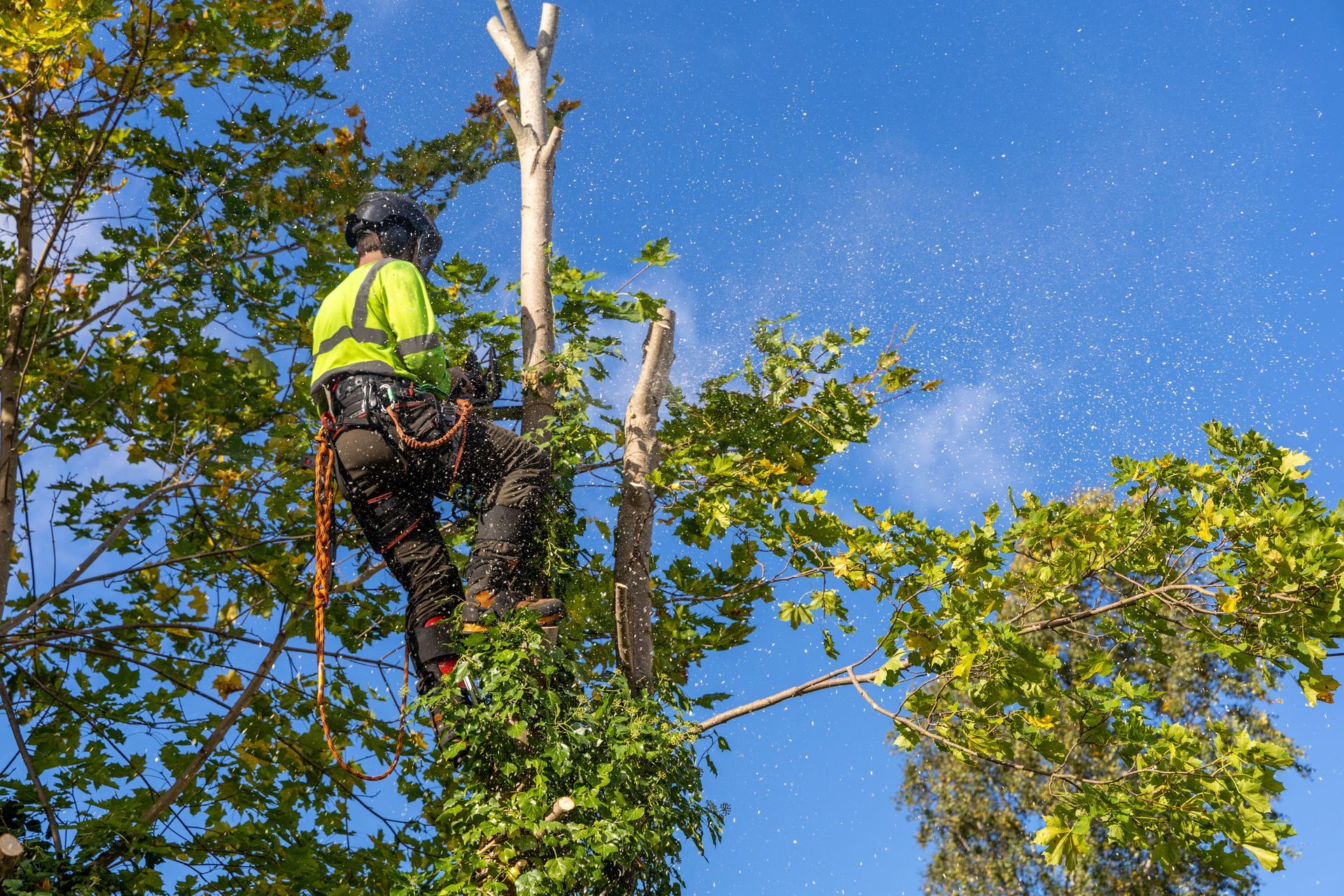 Un arboriste en tenue de sécurité utilise une tronçonneuse pour élaguer un arbre sur fond de ciel bleu.