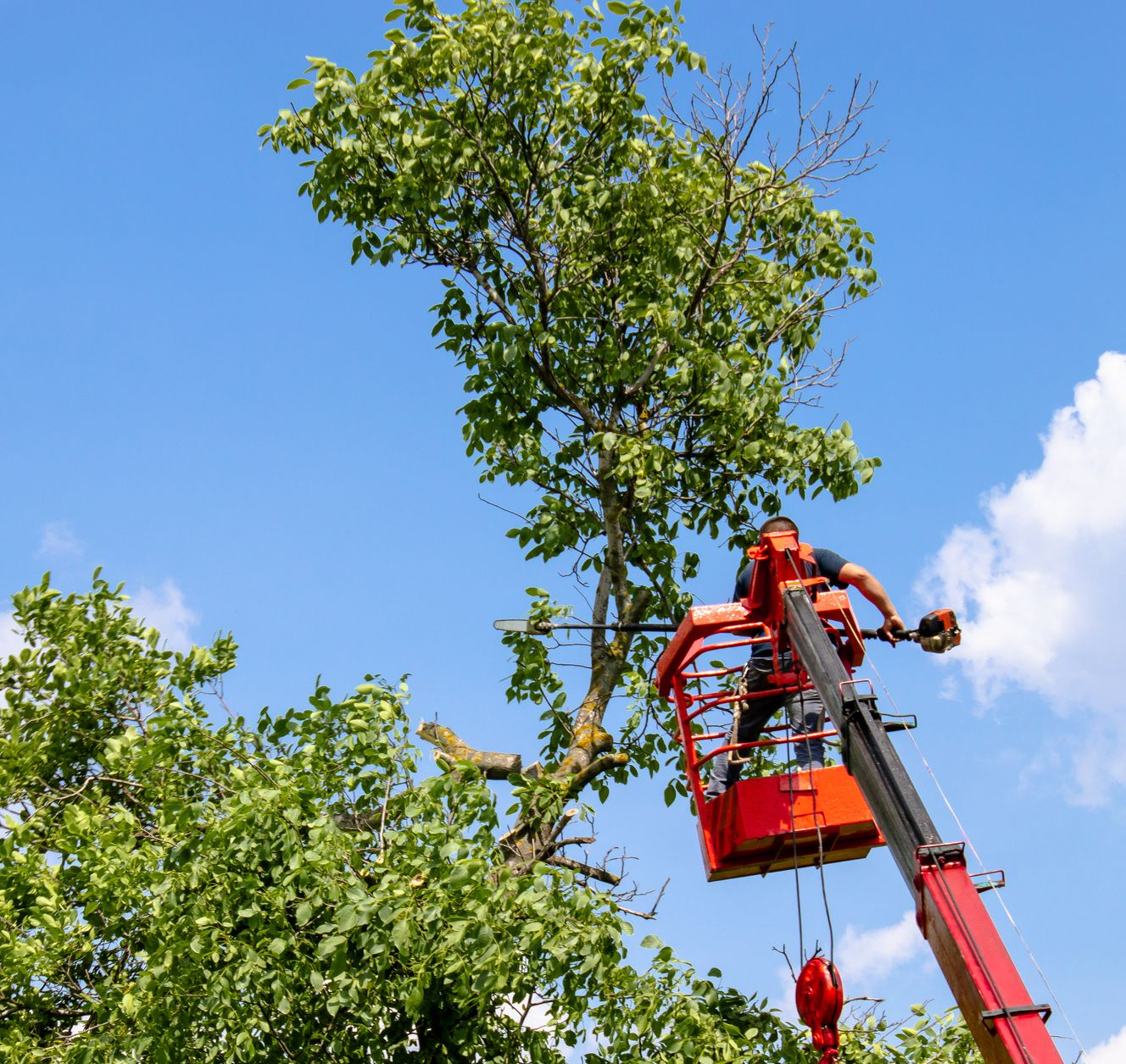 Une personne dans une nacelle orange taille un arbre à la tronçonneuse sur fond de ciel bleu.