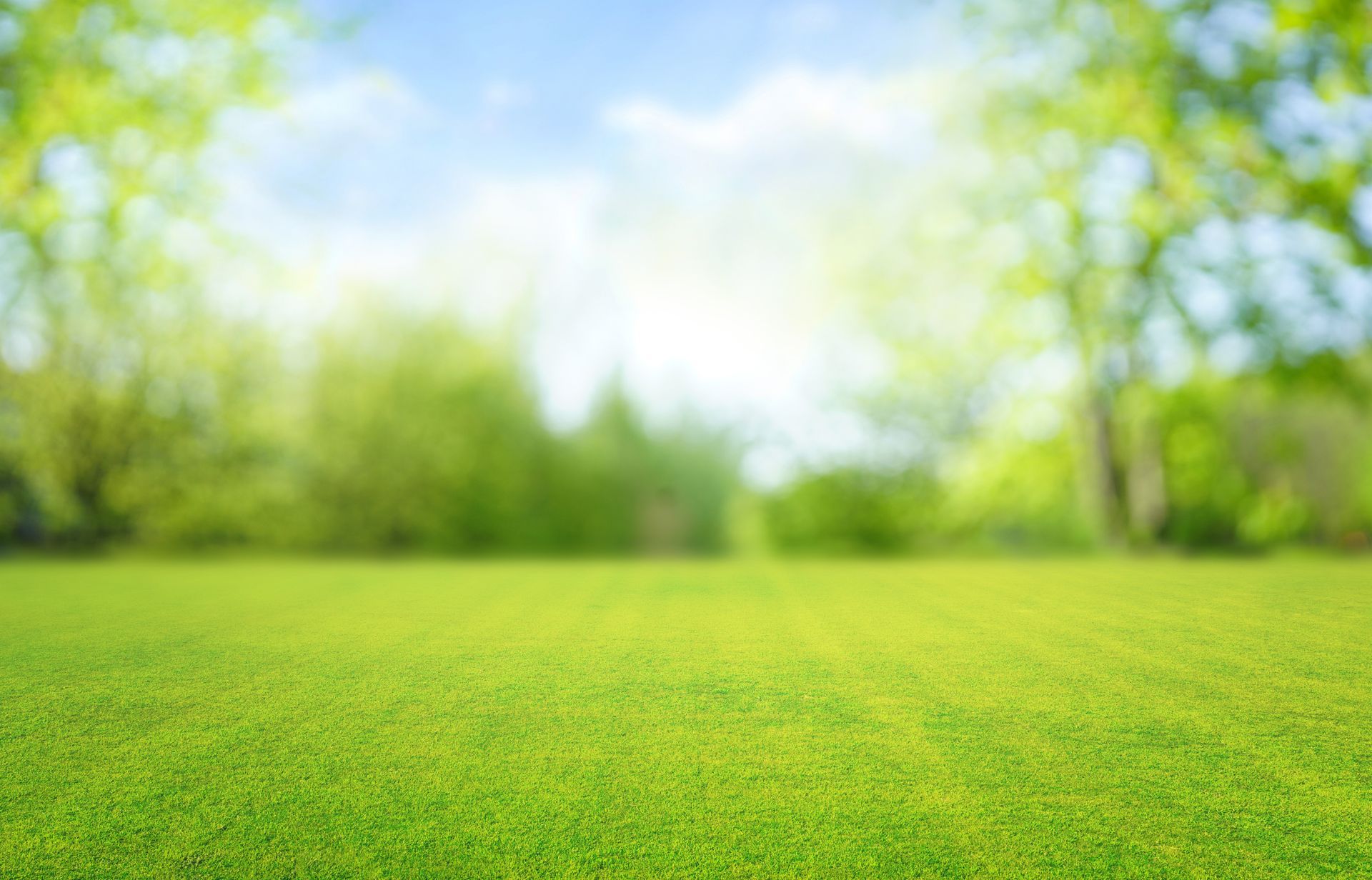 Herbe verte luxuriante dans un parc ensoleillé, arrière-plan flou d'arbres et de ciel bleu.