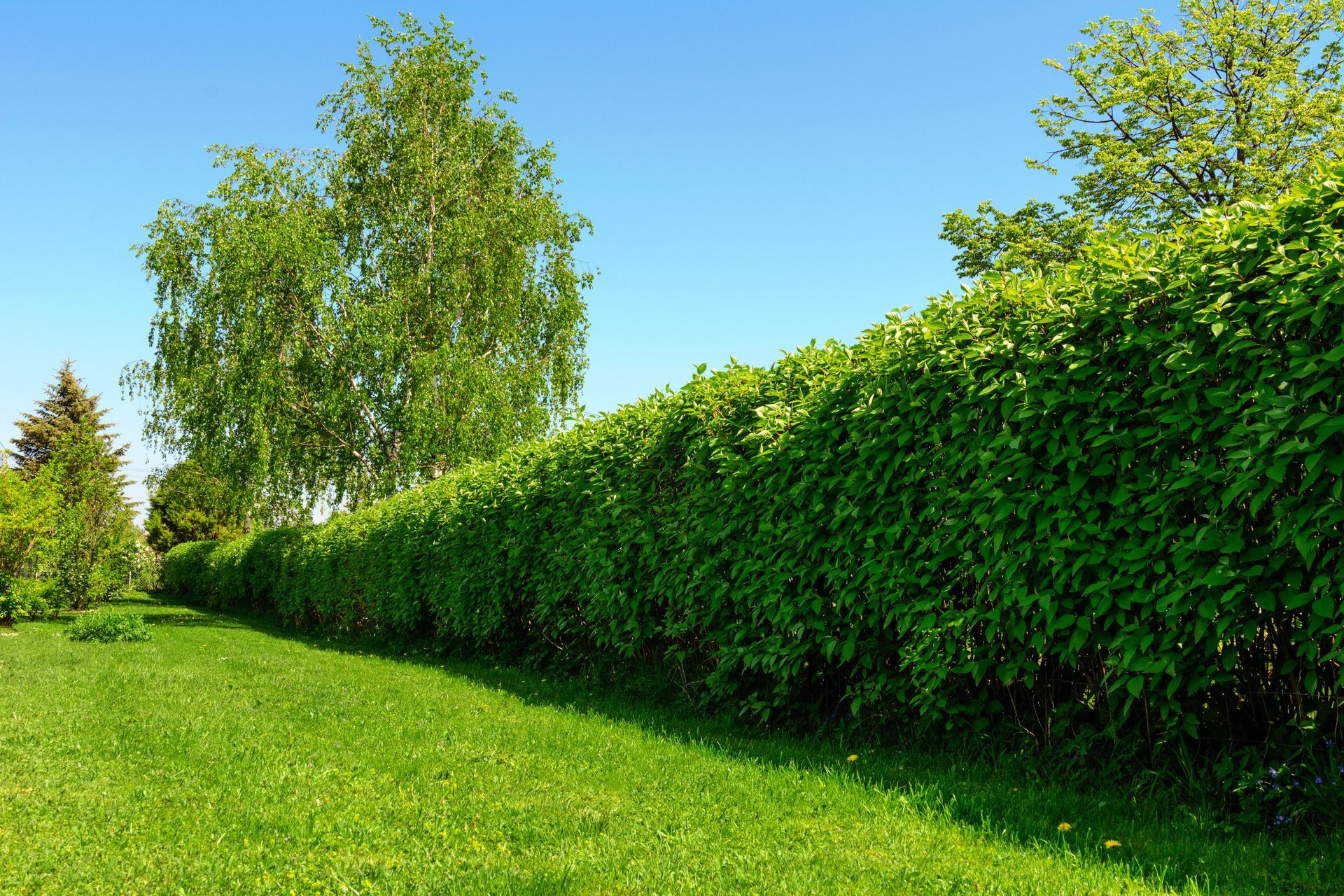 Une haie végétale dans une cour ensoleillée ; un arbre haut et élancé derrière, sur un ciel bleu.