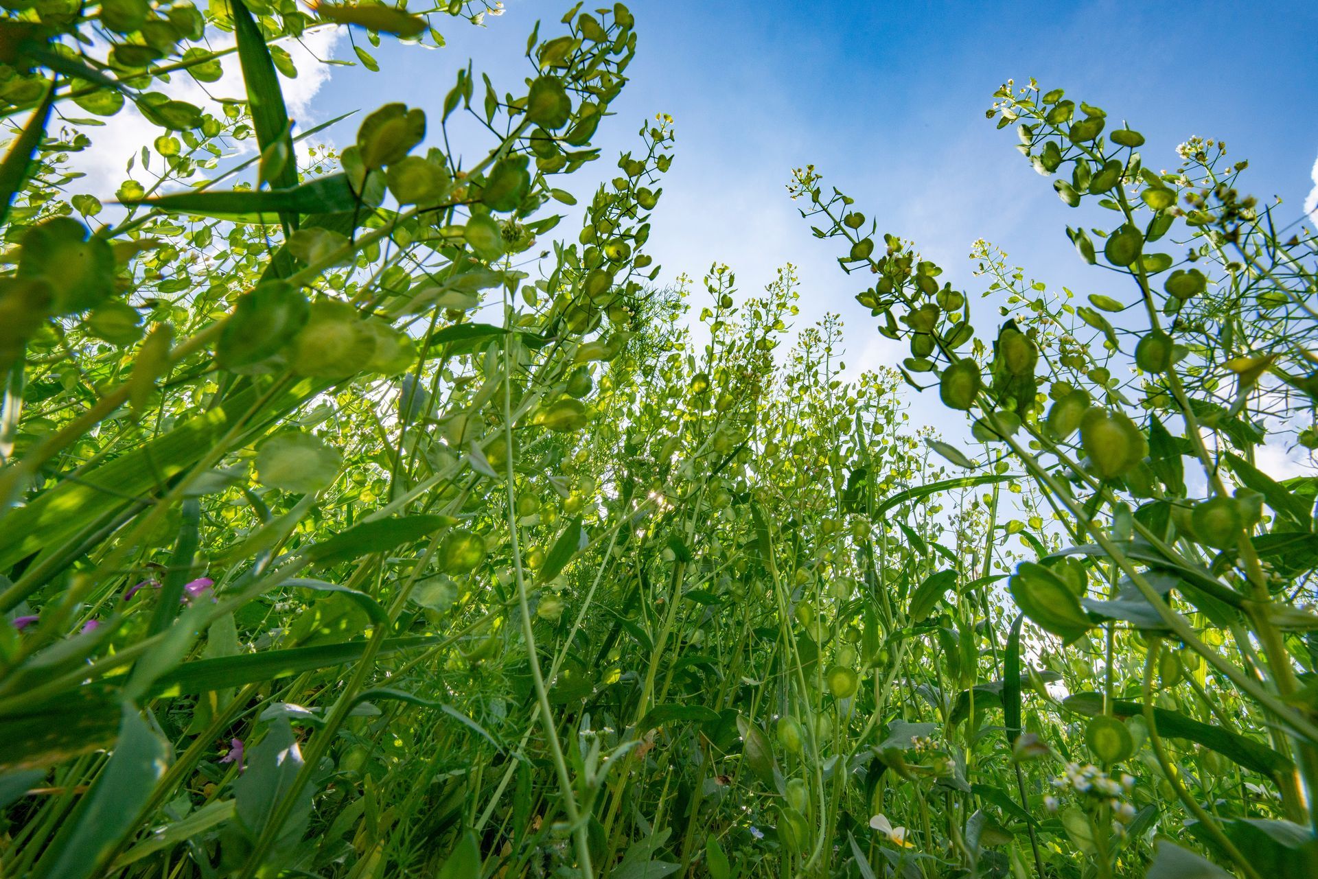 Champ verdoyant de hautes plantes, soleil filtrant à travers le feuillage, ciel bleu au-dessus.