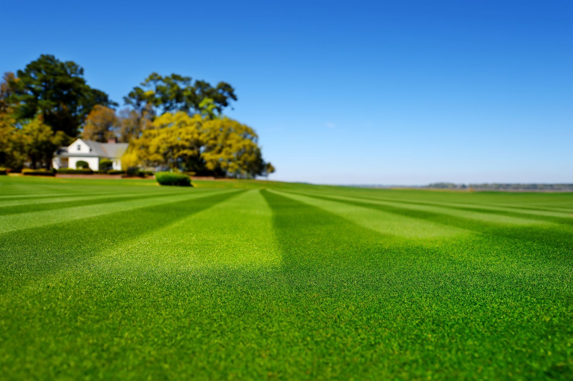 Pelouse aux rayures alternées de vert foncé et de vert clair, menant à une maison blanche, sous un ciel bleu.