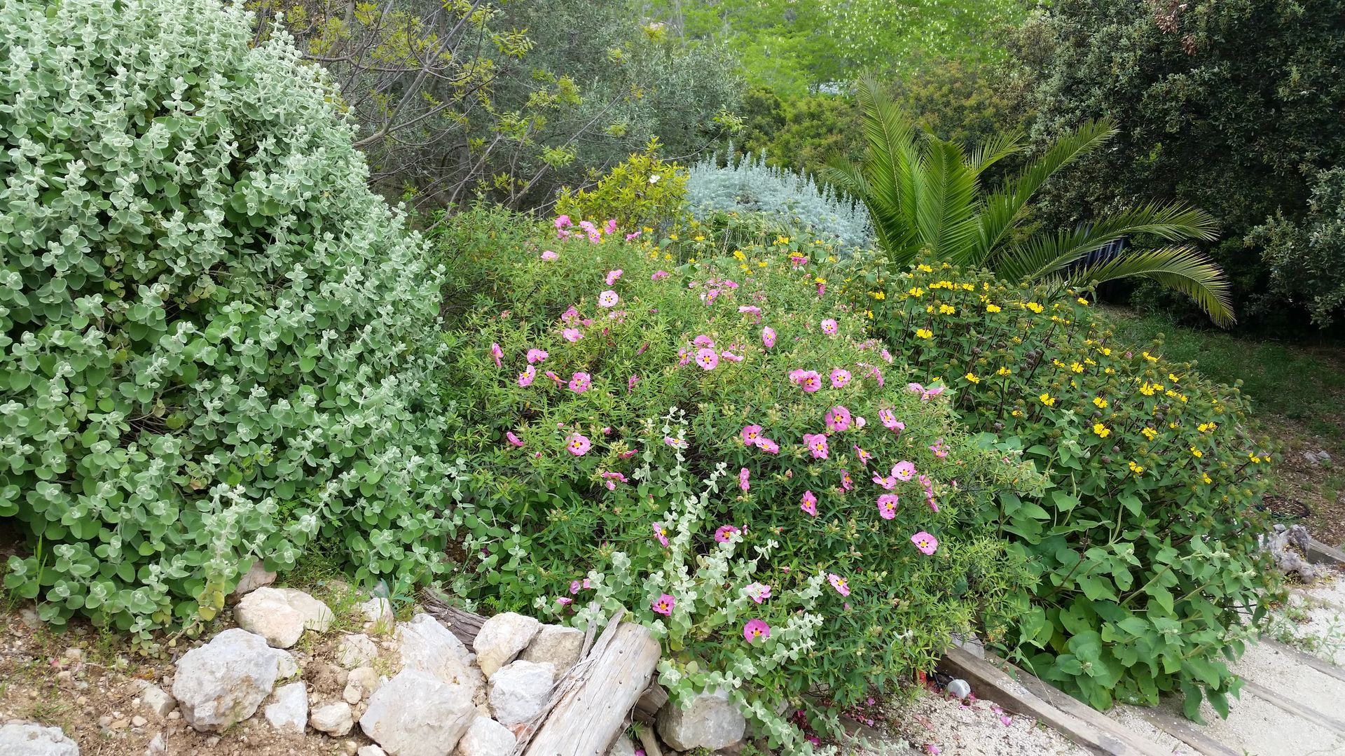 Jardin méditerranéen
