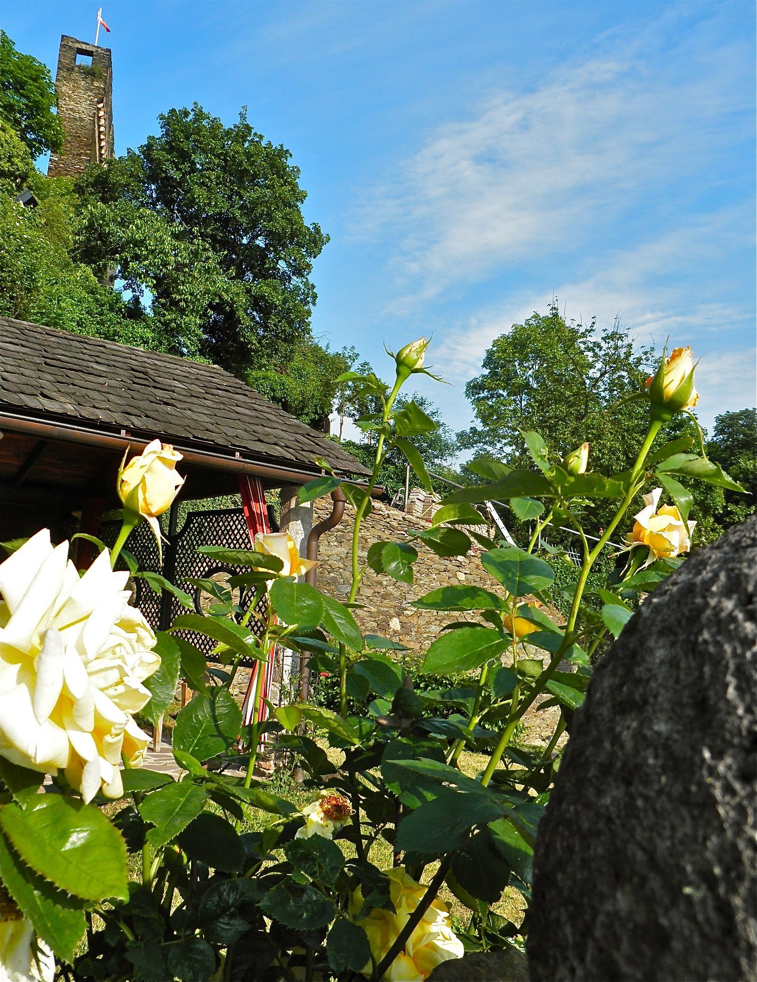 Blühende gelbe Rosen vor einem Gebäude mit Holzdach und einem Turm unter blauem Himmel.