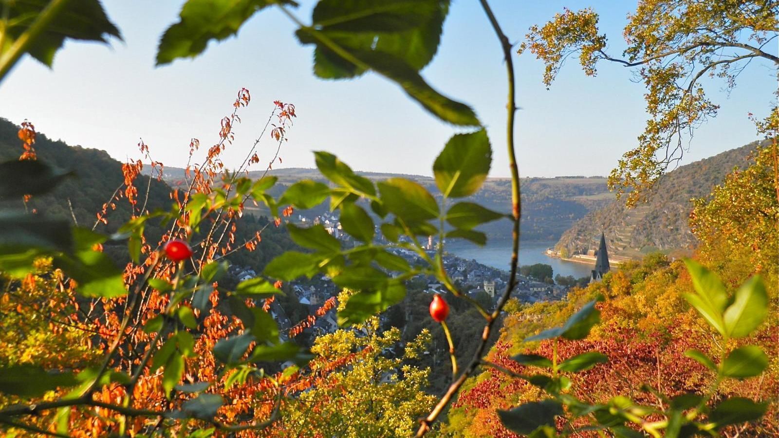 Ein Baum mit roten Beeren vor einem See und Bergen