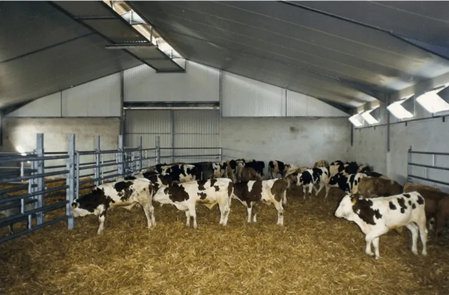 Vue intérieur d'un bâtiment agricole terminé avec vaches à l'intérieur