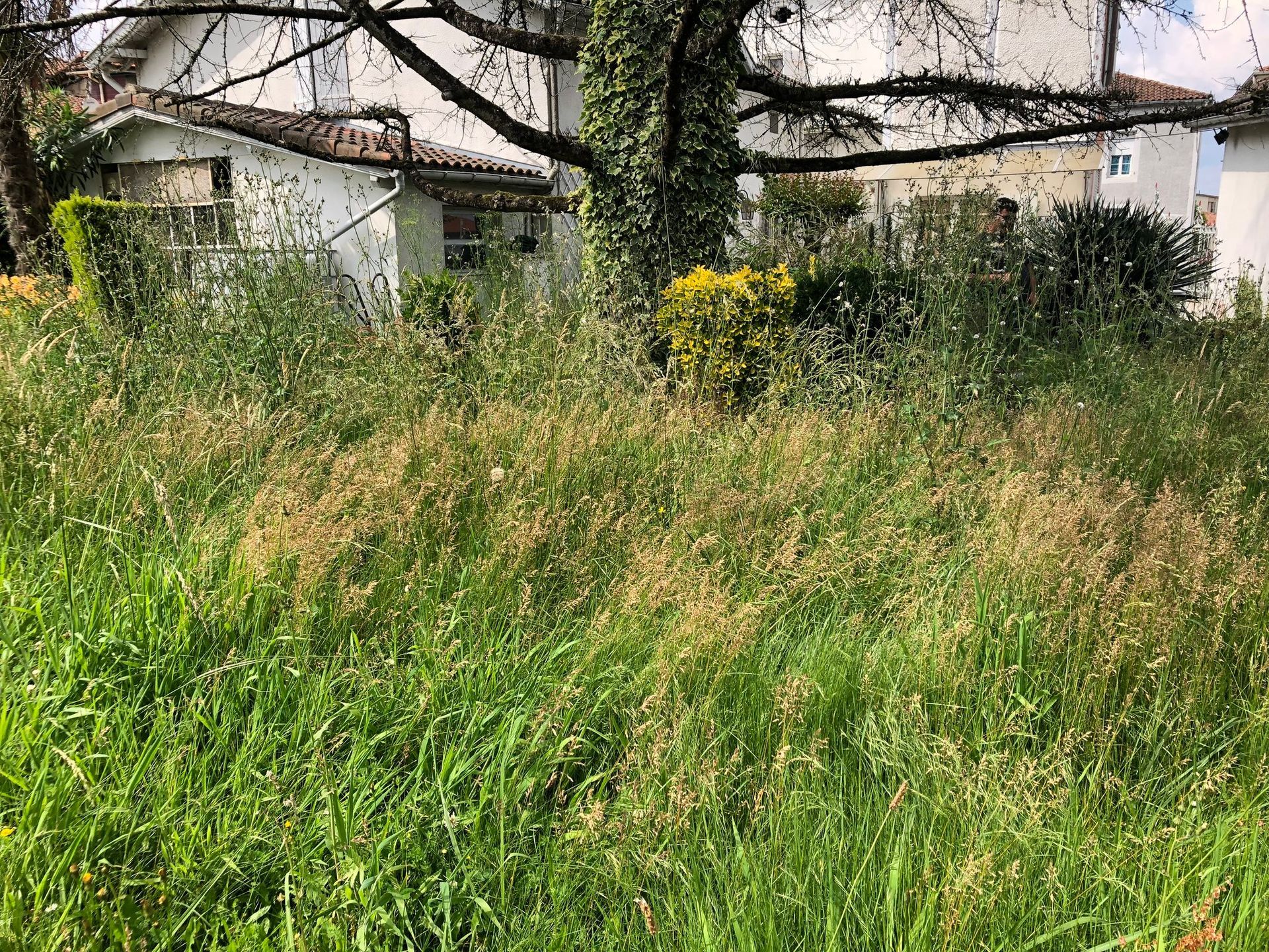 Une pelouse à débroussailler