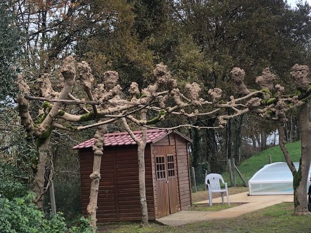 Des arbres élagués