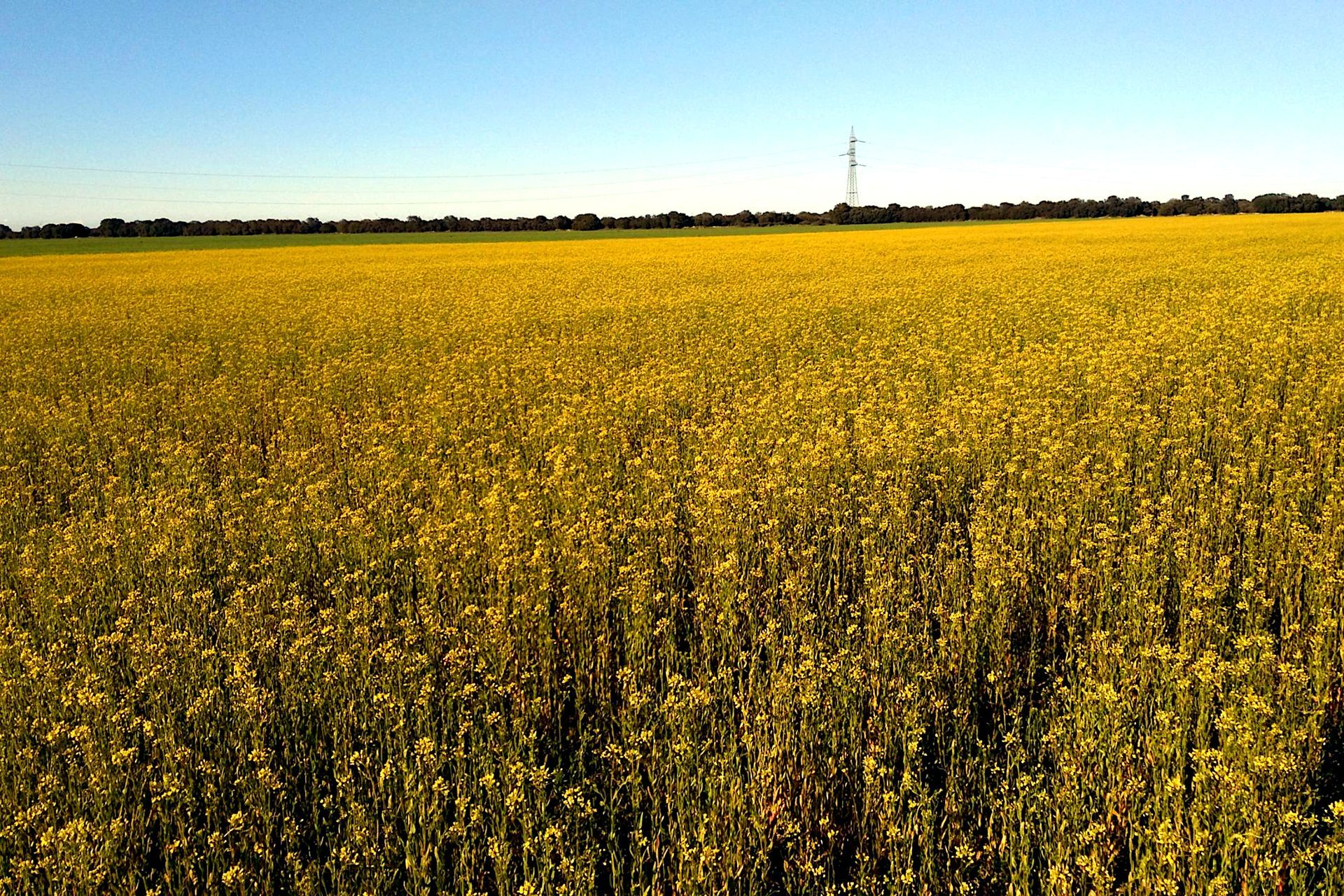 Un campo de flores de colza de color amarillo brillante bajo un cielo azul claro