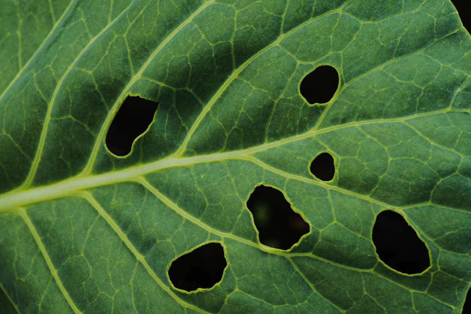 Una hoja verde vibrante con varios agujeros oscuros e irregulares comidos en su superficie por insectos.