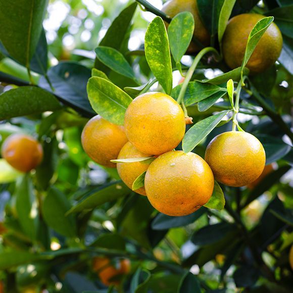 Un grupo de frutos de calamondín pequeños, redondos y de color naranja 