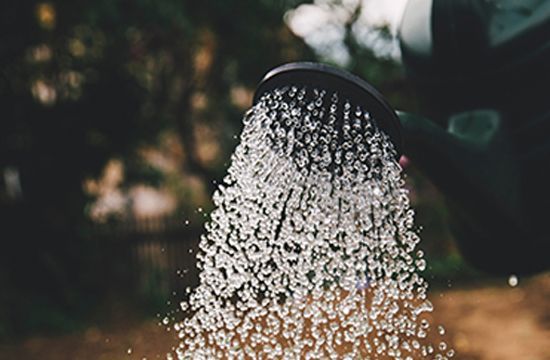 Agua que brota del pico de una regadera de color verde oscuro en un jardín.
