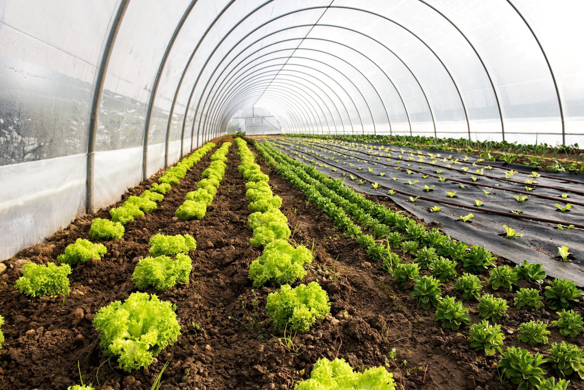 Hileras de plantas de lechuga de color verde brillante que crecen dentro de un invernadero