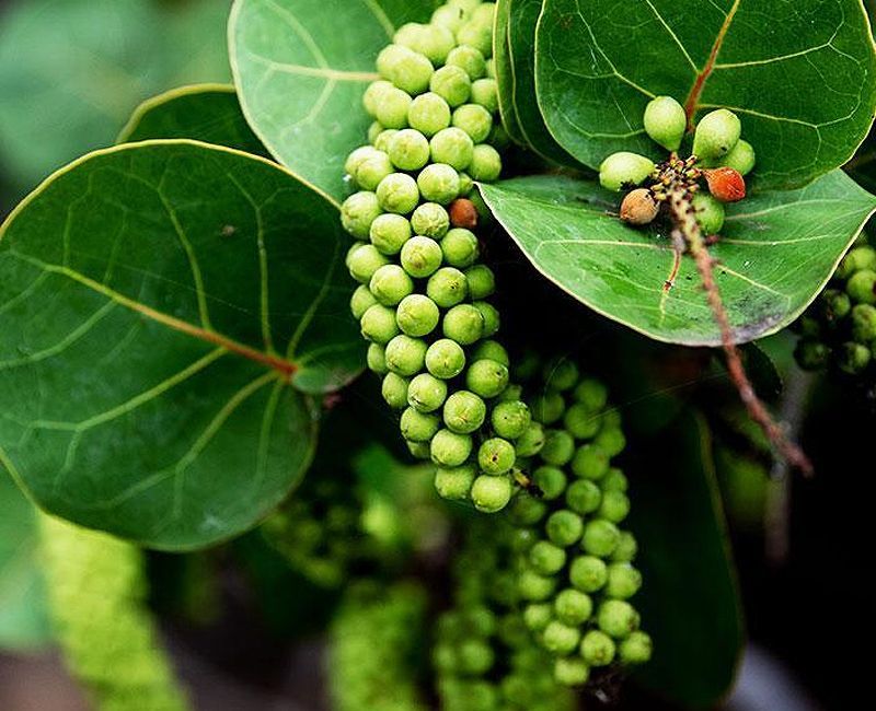 Racimos de bayas verdes parecidas a uvas cuelgan de una planta de uva marina con hojas grandes, redondeadas y coriáceas.