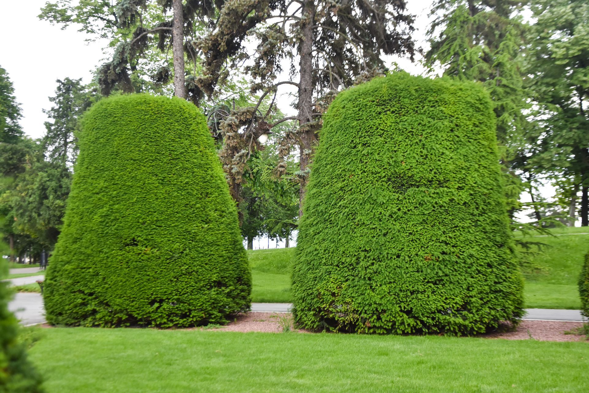 Zwei große grüne Büsche in einem Park mit Bäumen im Hintergrund
