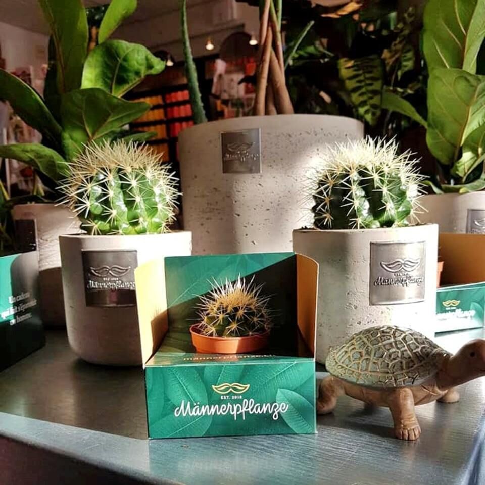 Kakteen von der Blumenhaus & Gartenbau Brühlmann AG