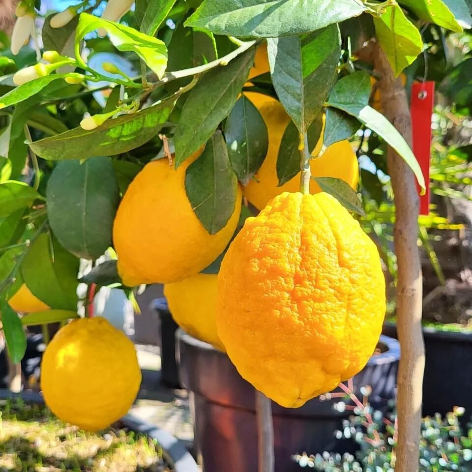 Zitrone, Foto von der Blumenhaus & Gartenbau Brühlmann AG