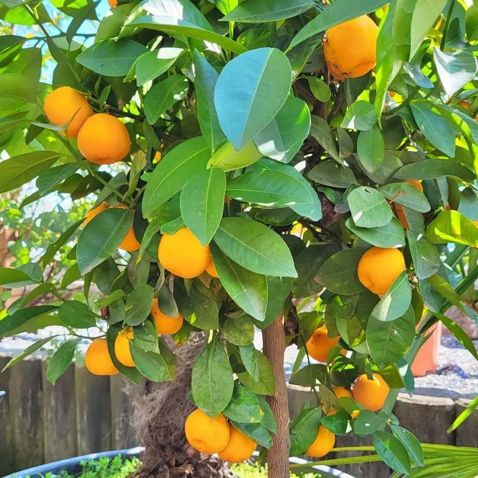 Zitronen, Foto von der Blumenhaus & Gartenbau Brühlmann AG