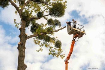 Mitarbeiter von Euro Baumdienst GmbH begutachten Baum