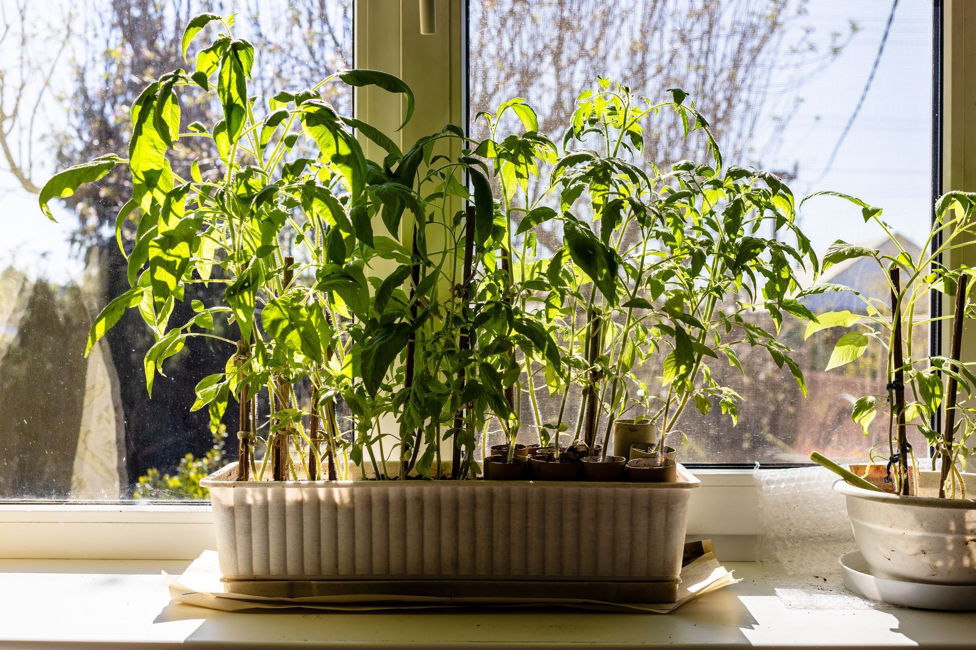 Piante in una fioriera rettangolare bianca sul davanzale di una finestra, illuminata dalla luce del sole.